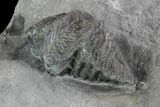 Brachiopod (Mucrospirifer) Fossil - Windom Shale, NY #95951-2